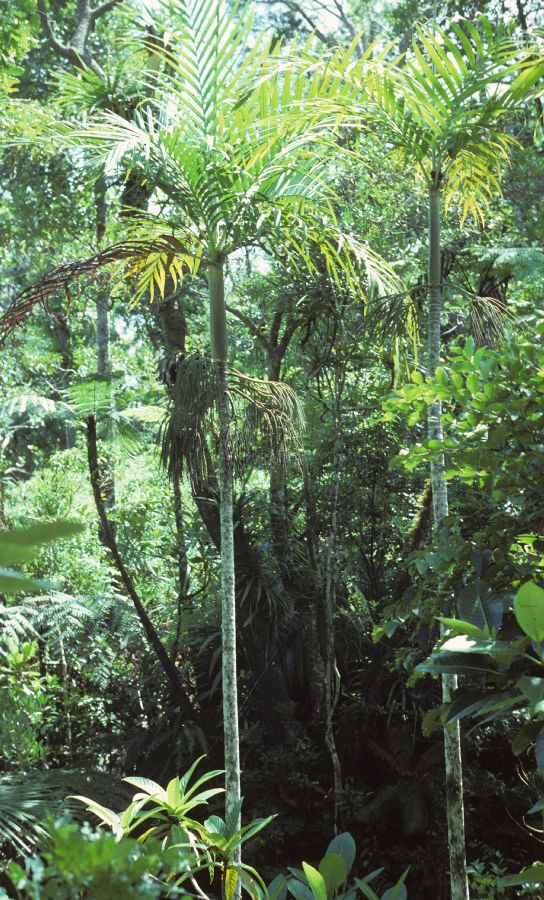 Arecaceae Alloschmidia glabrata