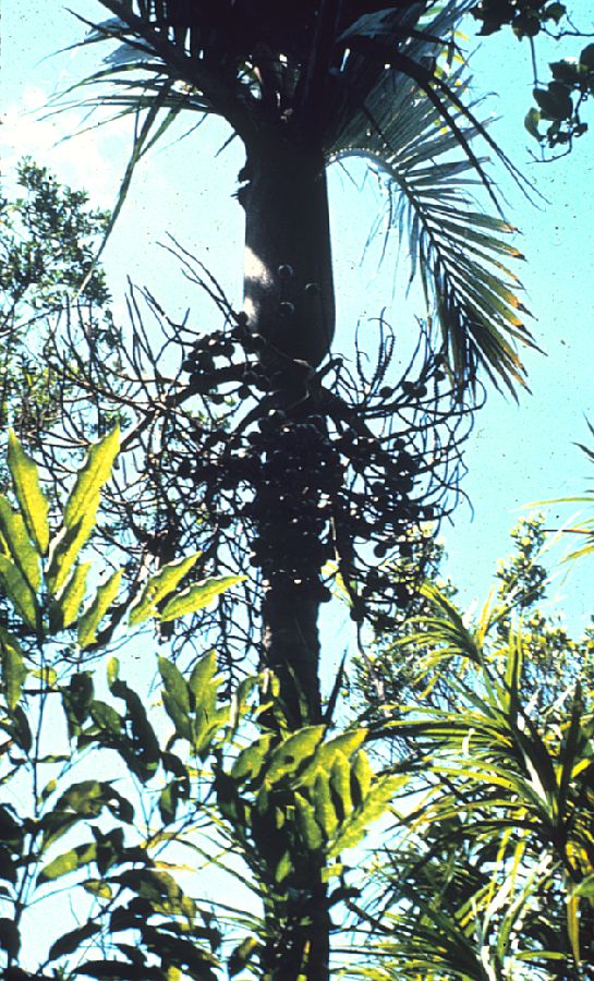 Arecaceae Lavoixia macrocarpa