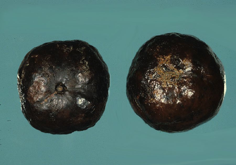 Arecaceae Lavoixia macrocarpa