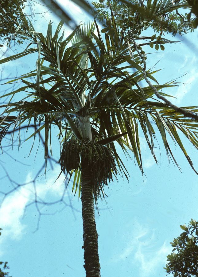 Arecaceae Campecarpus fulcitus
