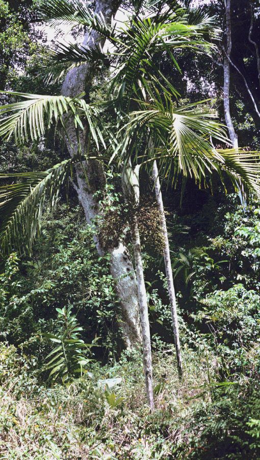 Arecaceae Clinosperma bracteale
