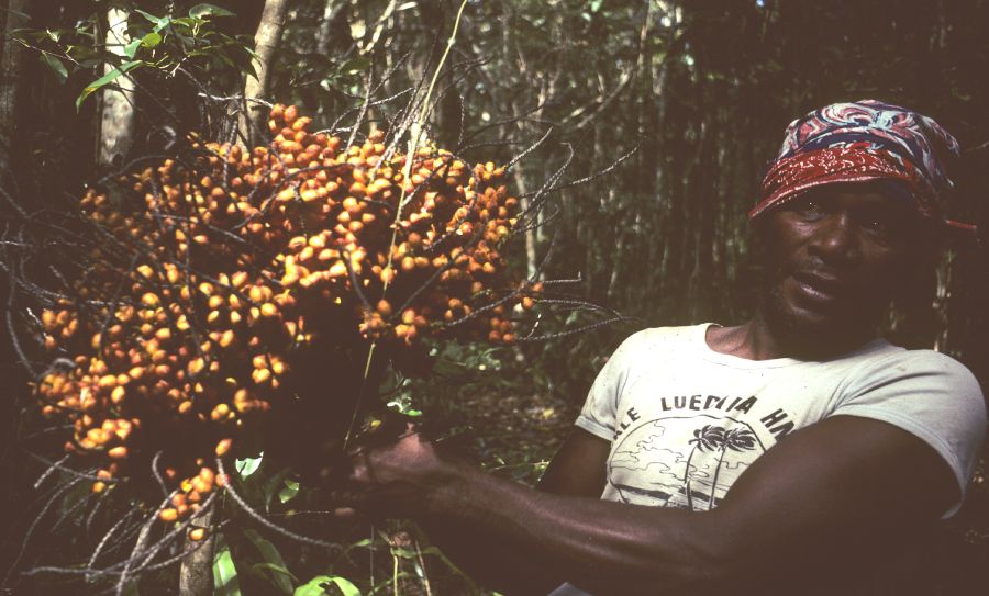 Arecaceae Cyphophoenix nucele