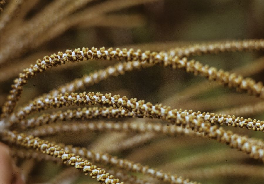 Arecaceae Basselinia sordida