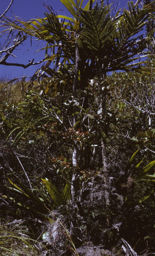 Arecaceae Basselinia deplanchei