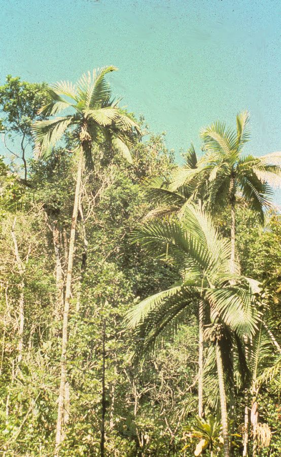 Arecaceae Burretiokentia hapala