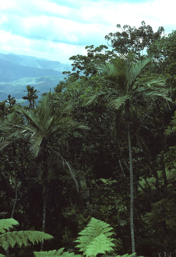 Arecaceae Cyphosperma balansae