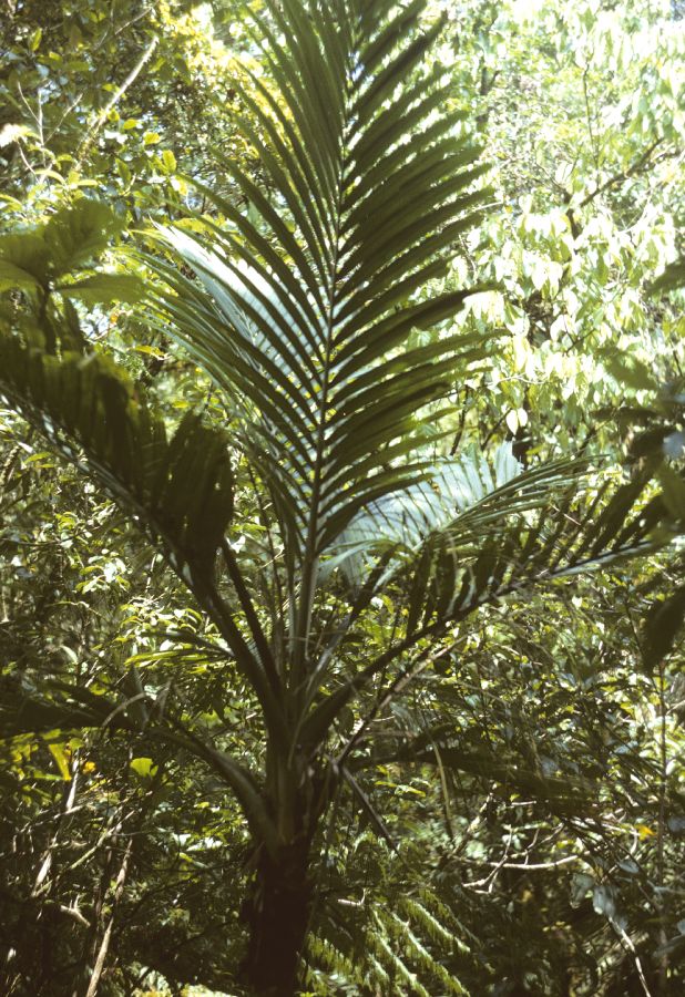 Arecaceae Cyphosperma trichospadix