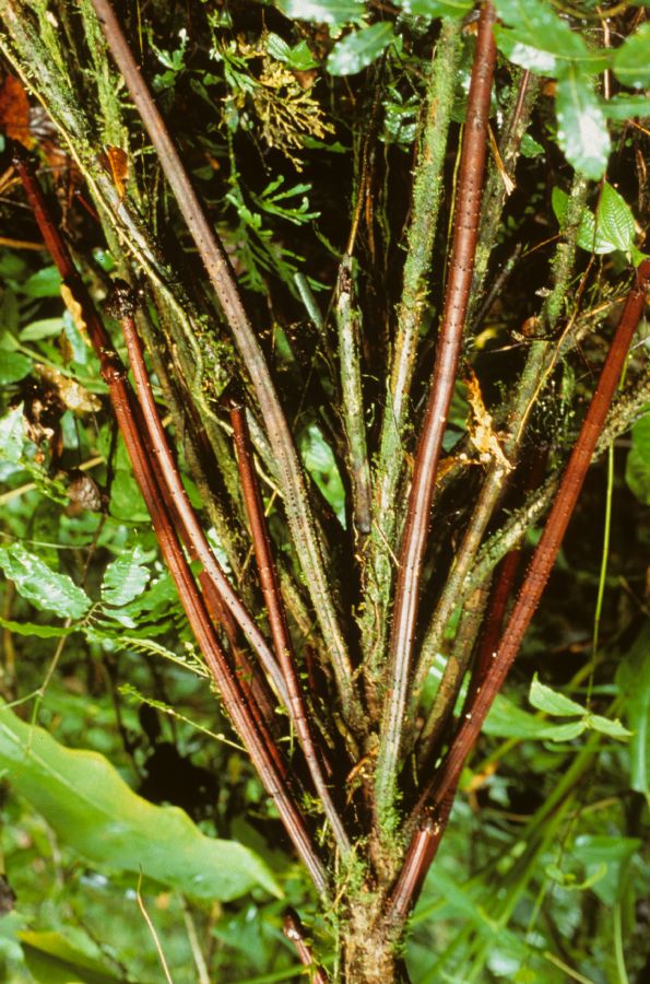 Arecaceae Physokentia rosea