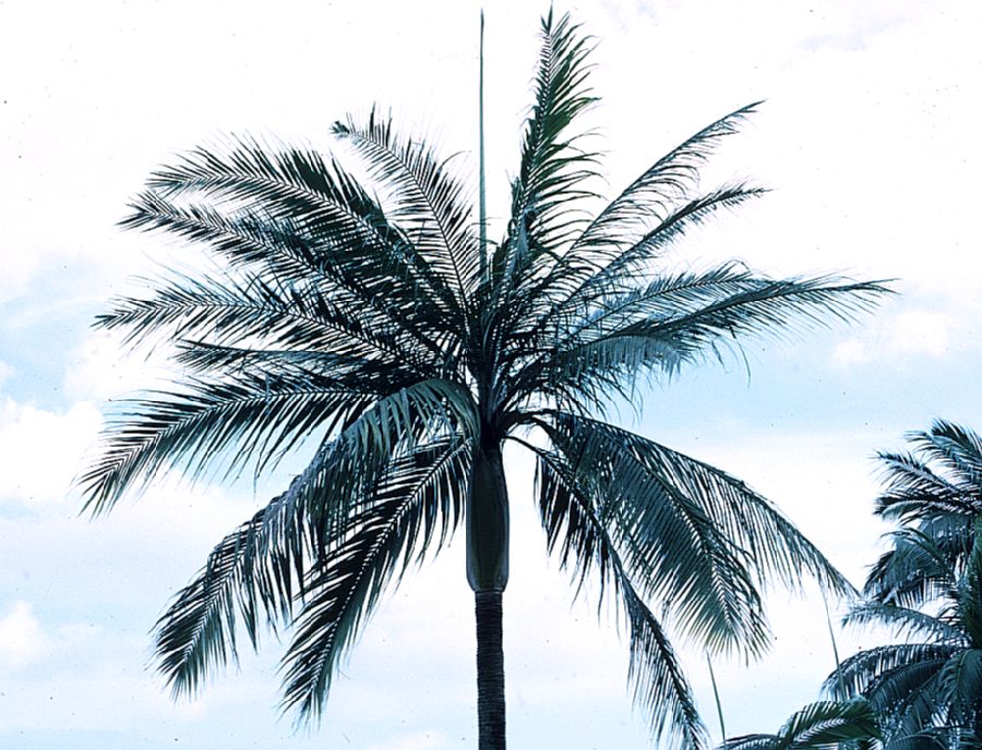 Arecaceae Dictyosperma album