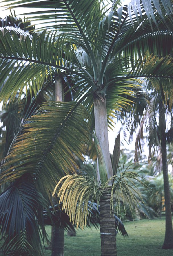 Arecaceae Dictyosperma album