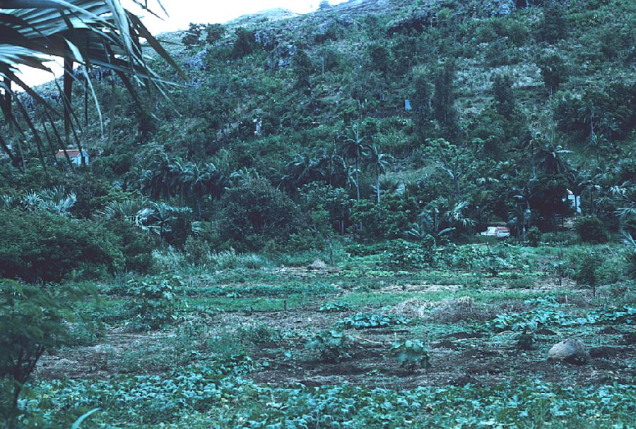 Arecaceae Dictyosperma aureum