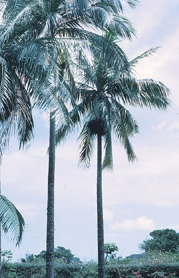 Arecaceae Dictyosperma aureum