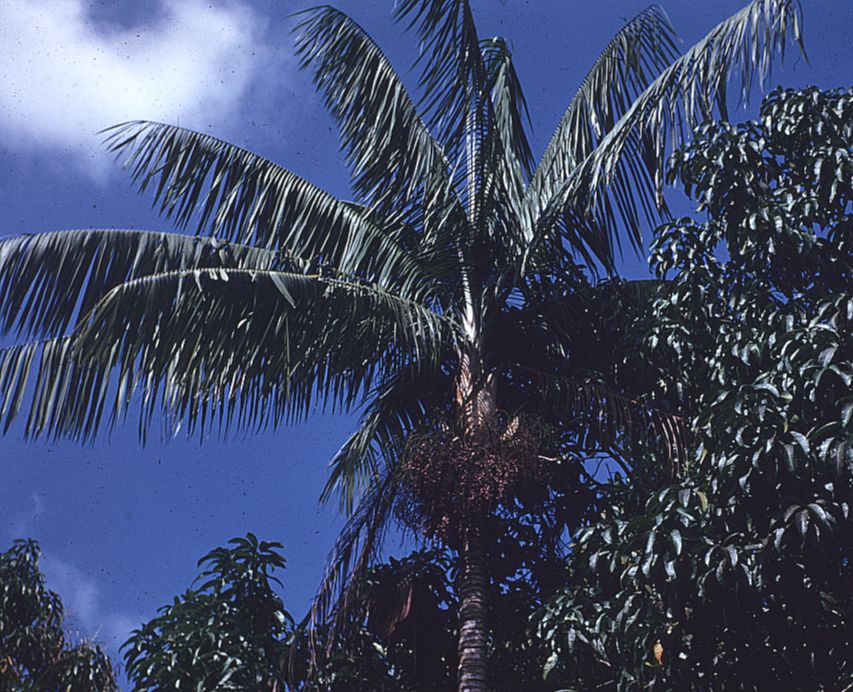 Arecaceae Rhopaloblaste augusta