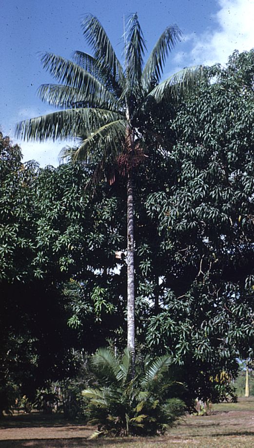 Arecaceae Rhopaloblaste augusta