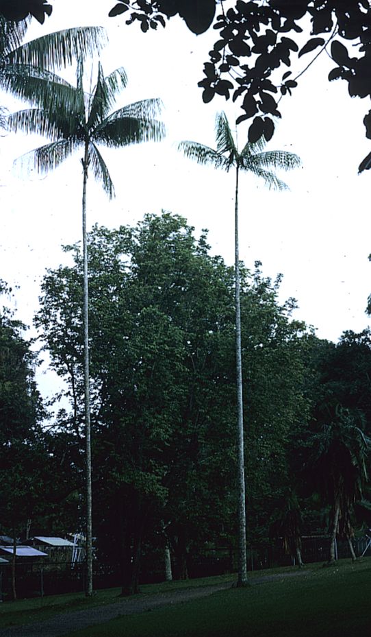 Arecaceae Rhopaloblaste ceramica
