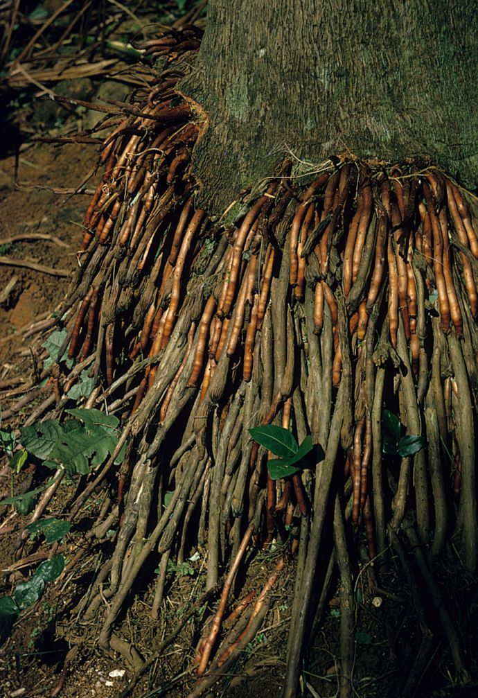 Arecaceae Satakentia liukiuensis