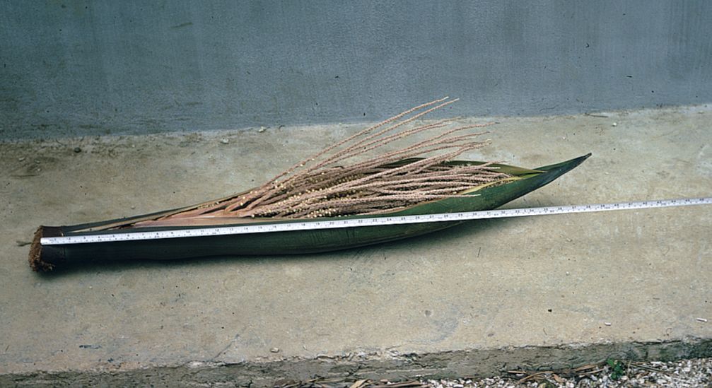 Arecaceae Satakentia liukiuensis