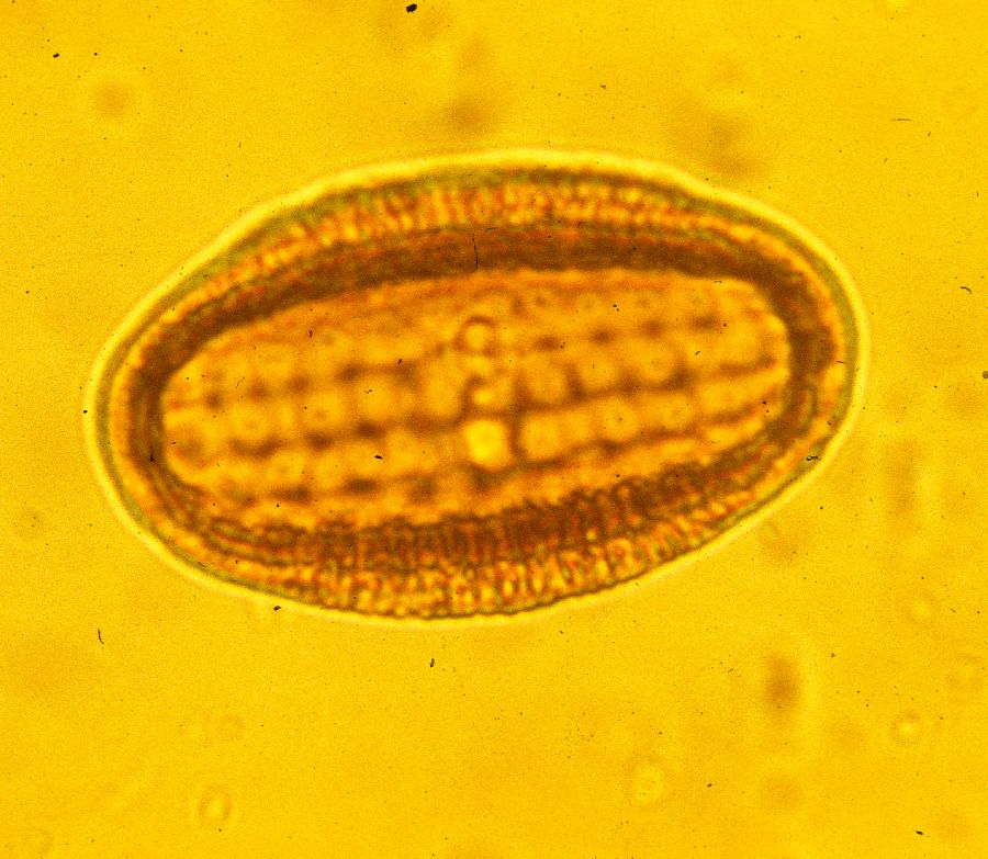 Acanthaceae Blechum panamensis