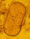 image of Justicia carthaginensis