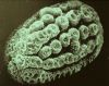 image of Justicia ensiflora