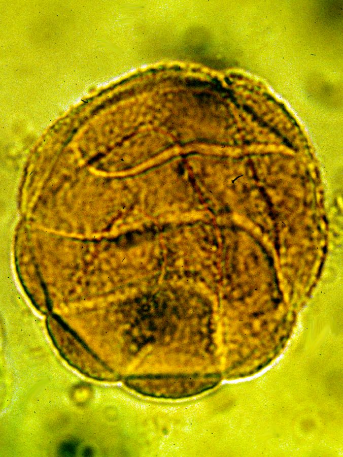 Acanthaceae Odontonema tubaeforme
