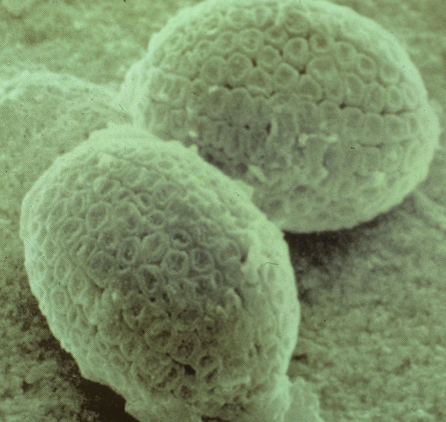 Acanthaceae Poikilacanthus pansamalanus