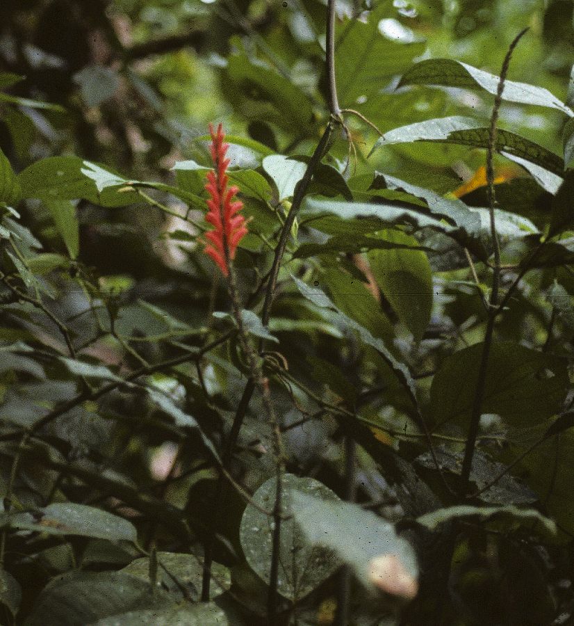 Acanthaceae Razisea spicata