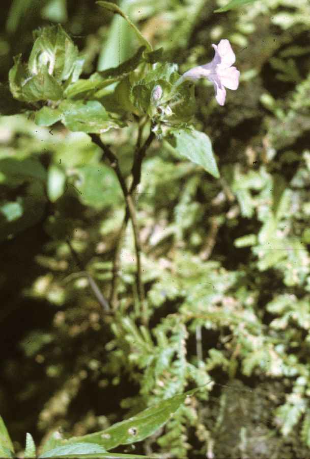 Acanthaceae Blechum costaricensis