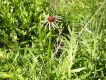 image of Echinacea pallida