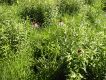 image of Echinacea pallida