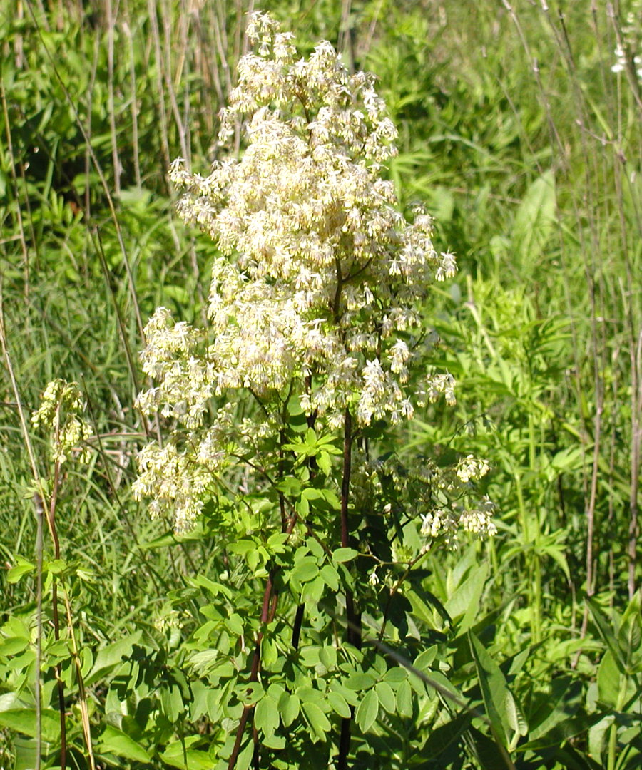 Ranunculaceae Thalictrum dasycarpum