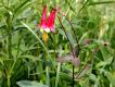 image of Aquilegia candensis