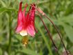 image of Aquilegia canadensis