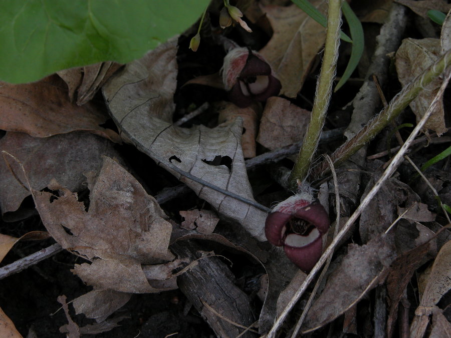 Aristolochiaceae Asarum canadense