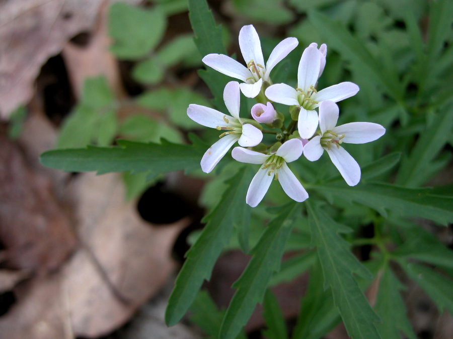 Brassicaceae Cardamine unknown