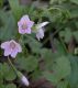 image of Claytonia virginica