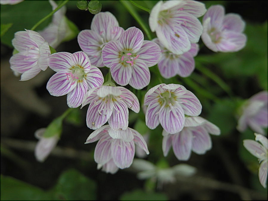 Montiaceae Claytonia virginica