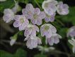 image of Claytonia virginica