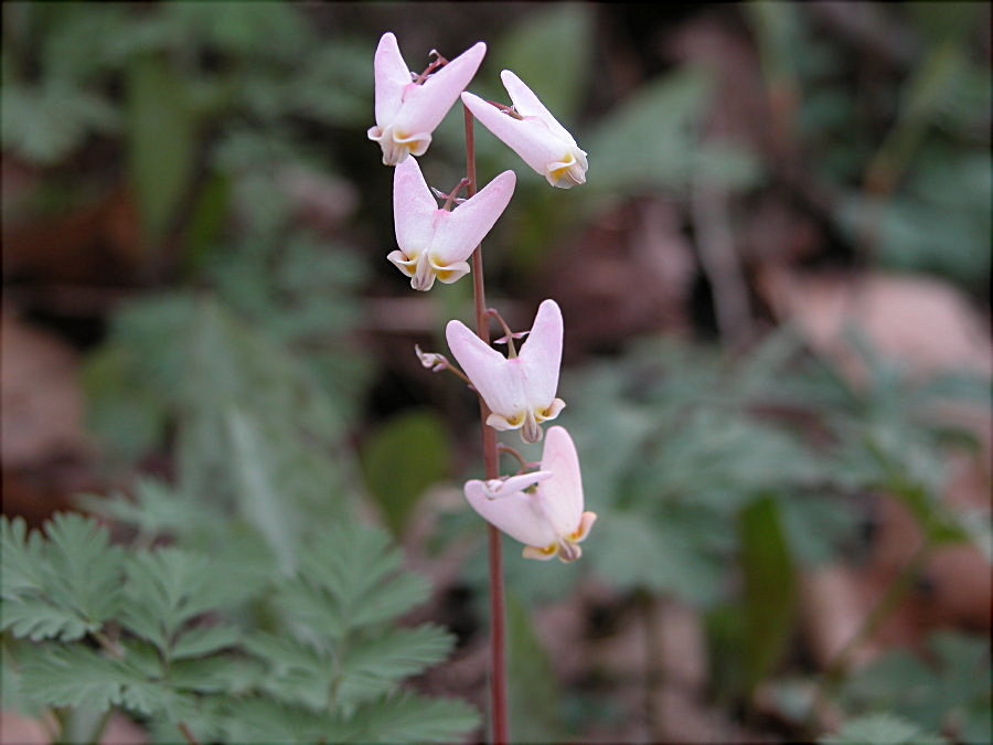 Papaveraceae Dicentra cucullaria