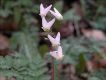 image of Dicentra cucullaria