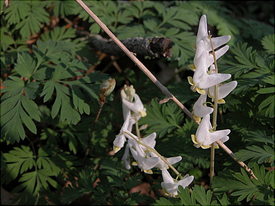 Papaveraceae Dicentra cucullaria