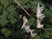 image of Dicentra cucullaria