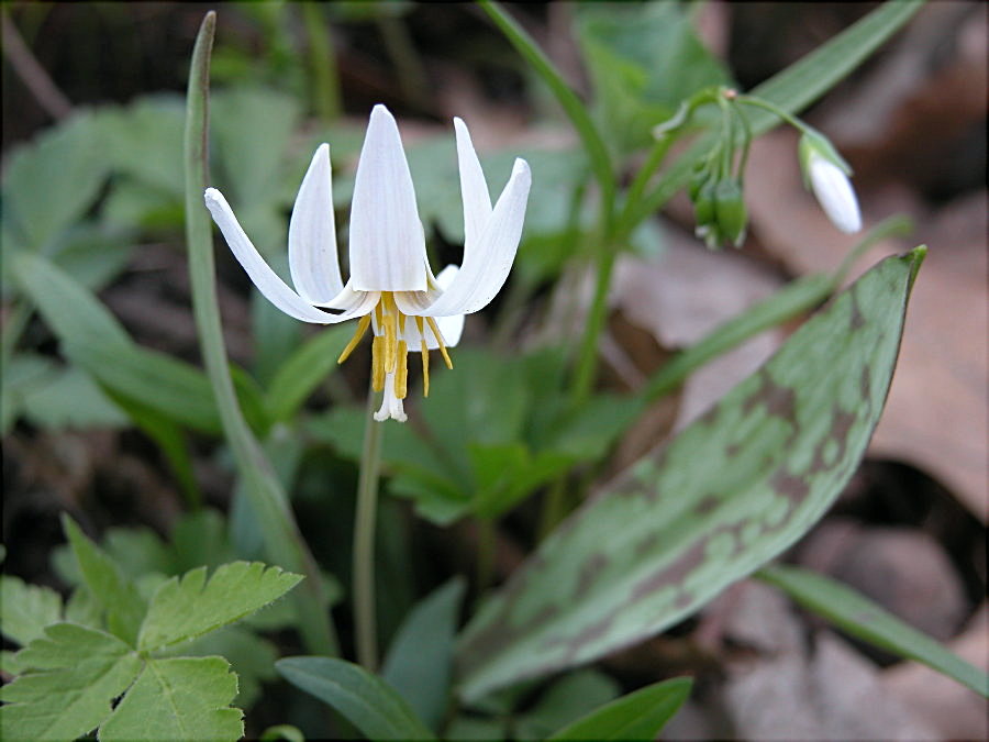 Liliaceae Erythronium albidum