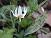 image of Erythronium albidum