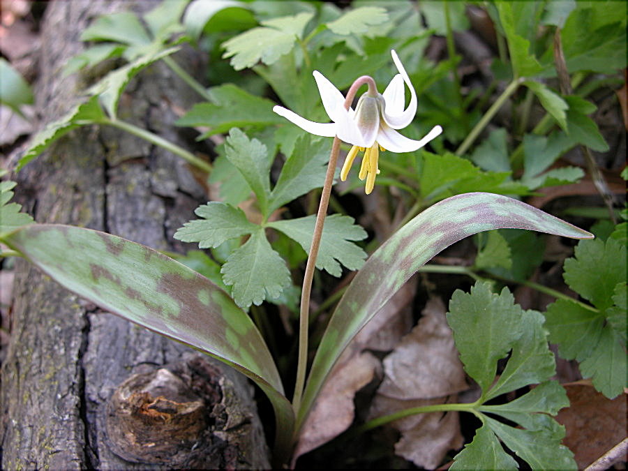 Liliaceae Erythronium albidum