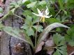 image of Erythronium albidum