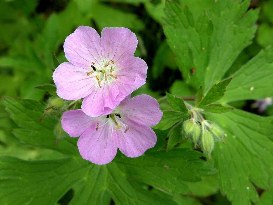 Geraniaceae Geranium maculatum