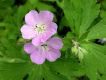 image of Geranium maculatum