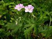 image of Geranium maculatum