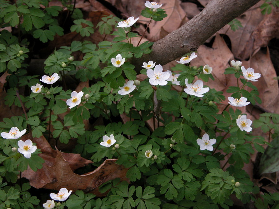 Ranunculaceae Isopyrum biternatum